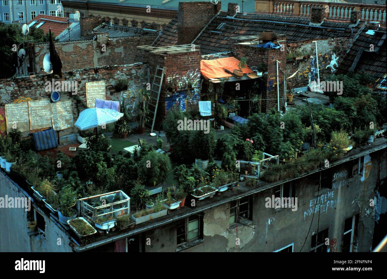 Berlin-Mitte, DEU, 12.07.1994, view from the KULE (Kultur Leben) - house, squatted house in the Auguststrasse, to the hashish plantation of the Zosch - house (Café Zosch) on the opposite roof, (roof terrace), [automated translation] Stock Photo