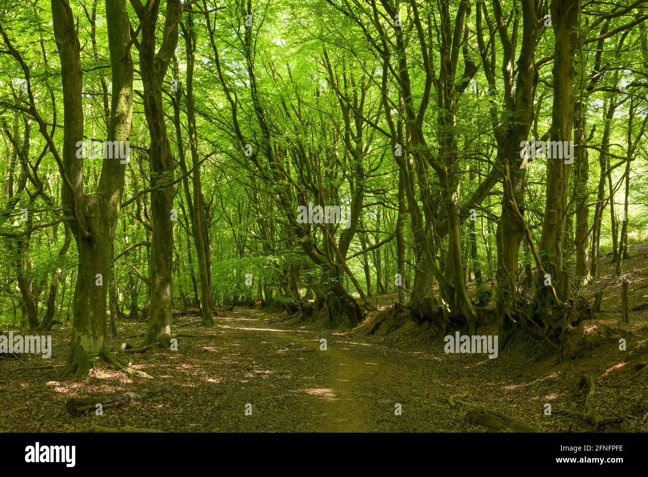 A beech woodland in the Quantock Hills Area of Outstanding Natural Beauty in springtime near Over Stowey, Somerset, England. Stock Photo