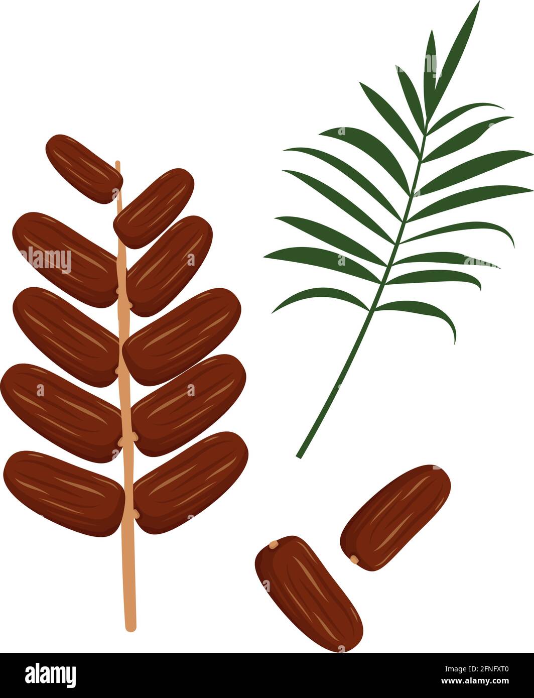 Date fruits and palm branch. Sweet delicious dessert or snack. A source of vitamins, an exotic product Stock Vector