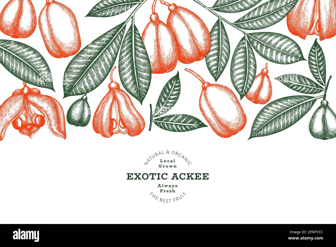 Hand drawn sketch style ackee banner. Organic fresh food vector ...