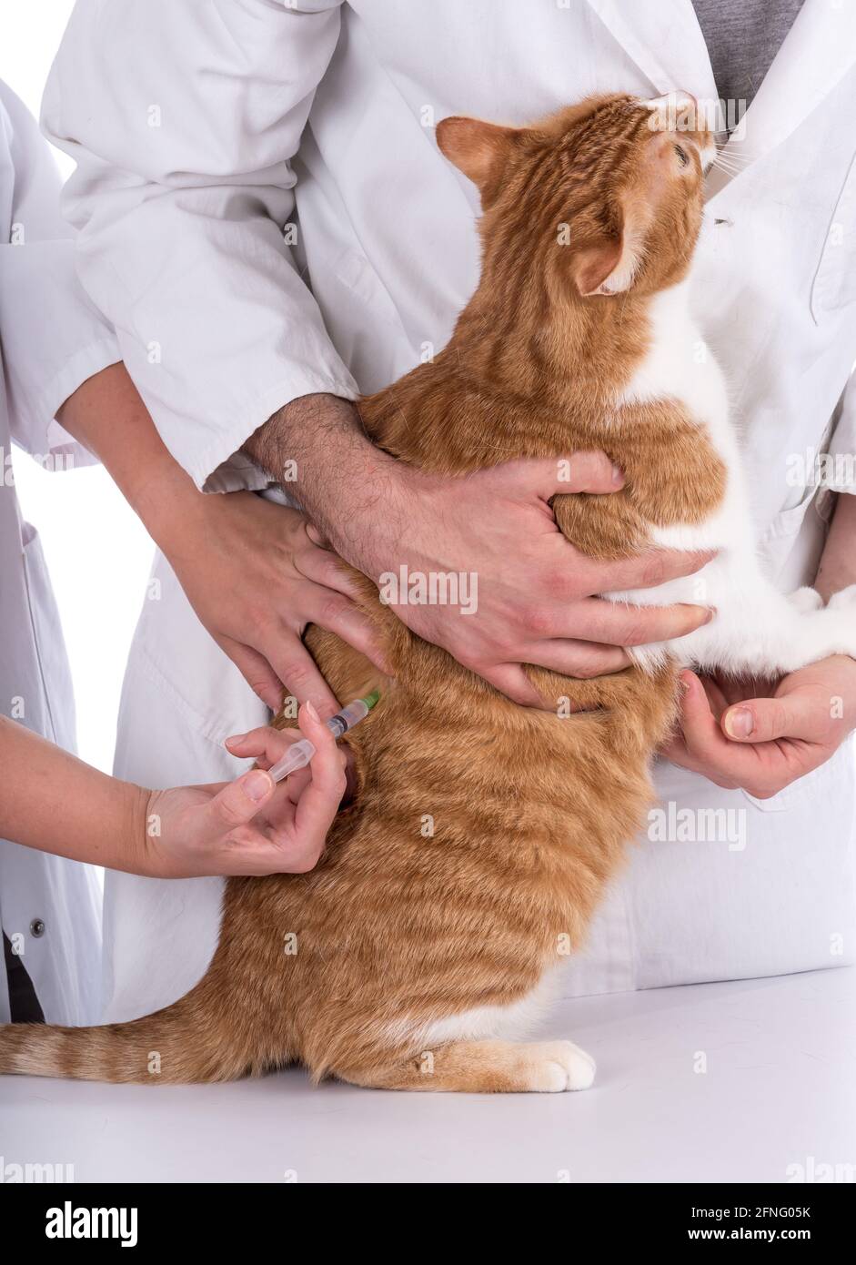 Veterinarian giving an injection to a cat Stock Photo Alamy