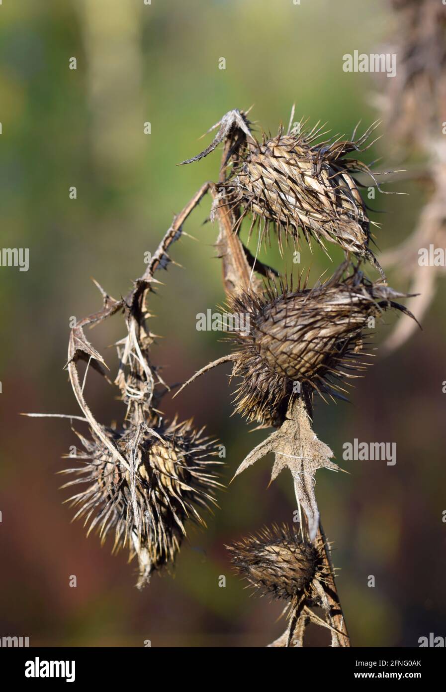 dead thistle seed heads Stock Photo