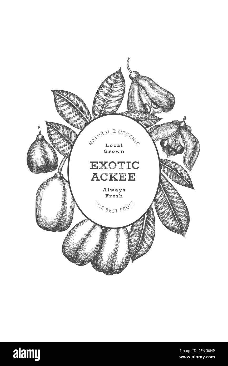 Hand drawn sketch style ackee banner. Organic fresh food vector ...