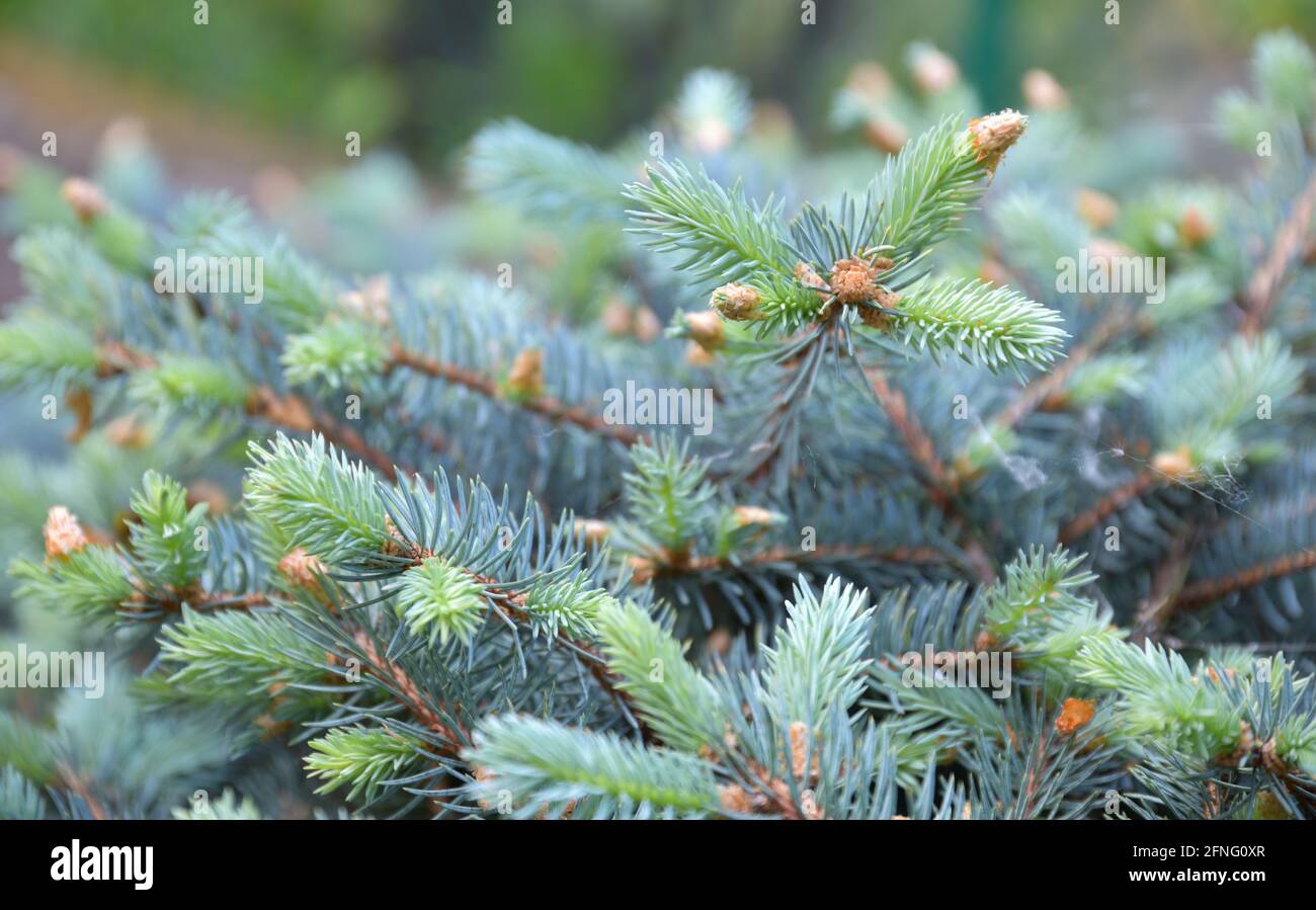 New buds on the small branches of the low mountain pine Stock Photo