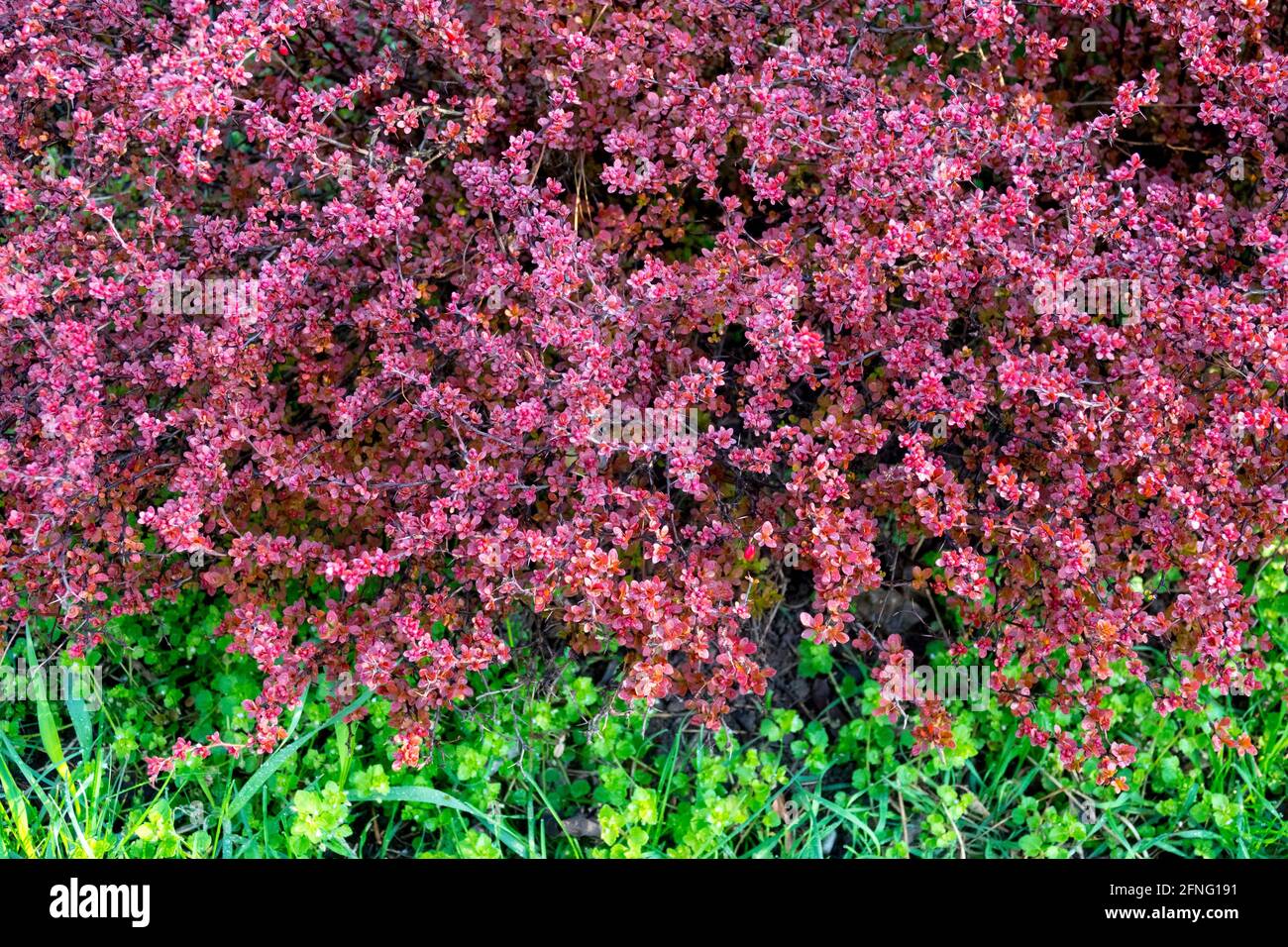 Tiny shrub Berberis thunbergii Atropurpurea-Nana Smal Japanese Barberry Stock Photo