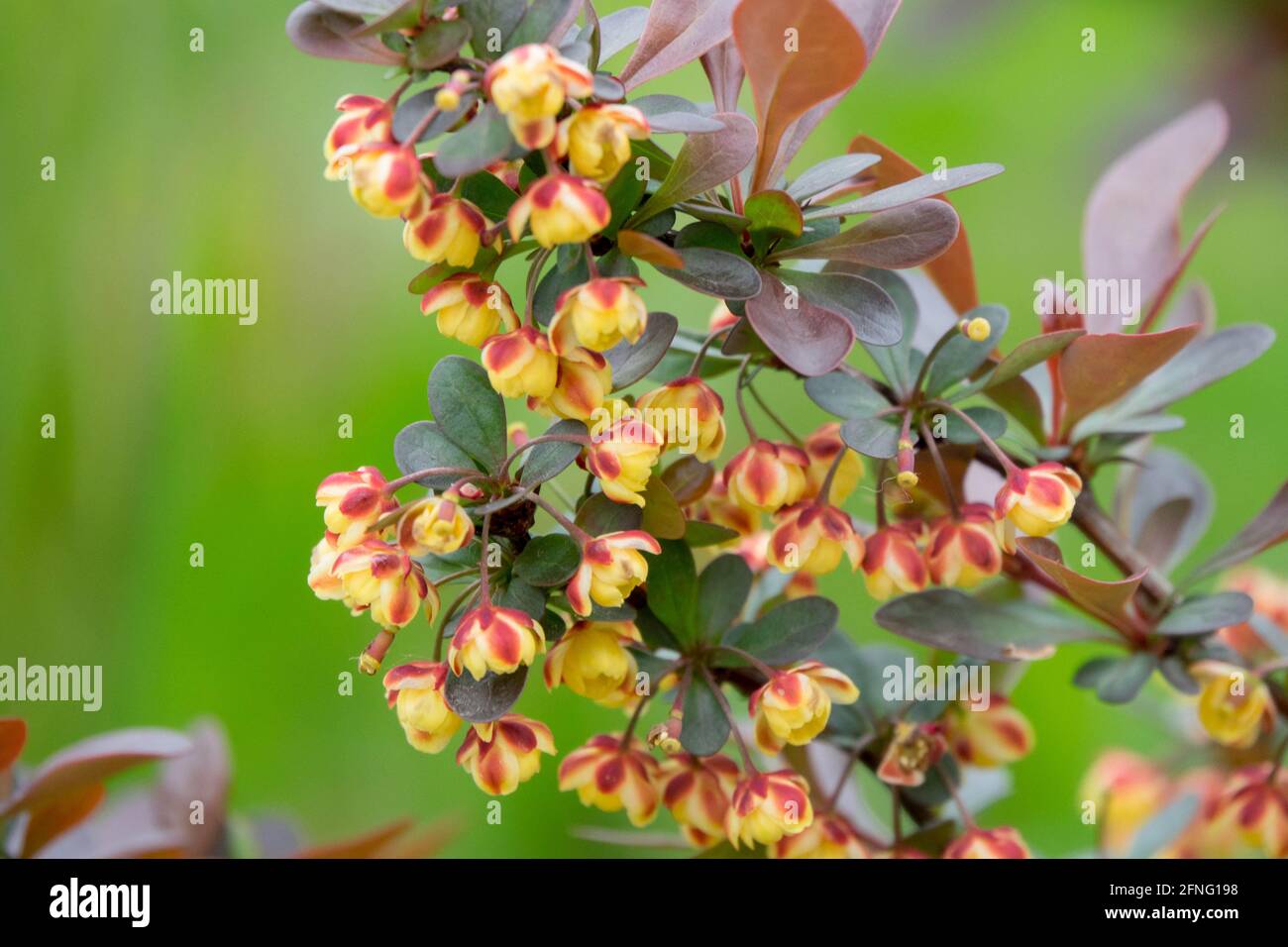Japanese Barberry Berberis Concorde flower Stock Photo Alamy