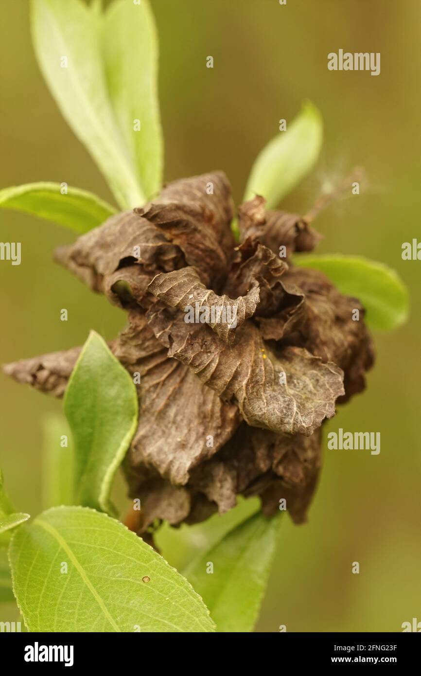 Closeup of a Willow rose gall midge Rabdophaga rosaria on Salix alba Stock Photo