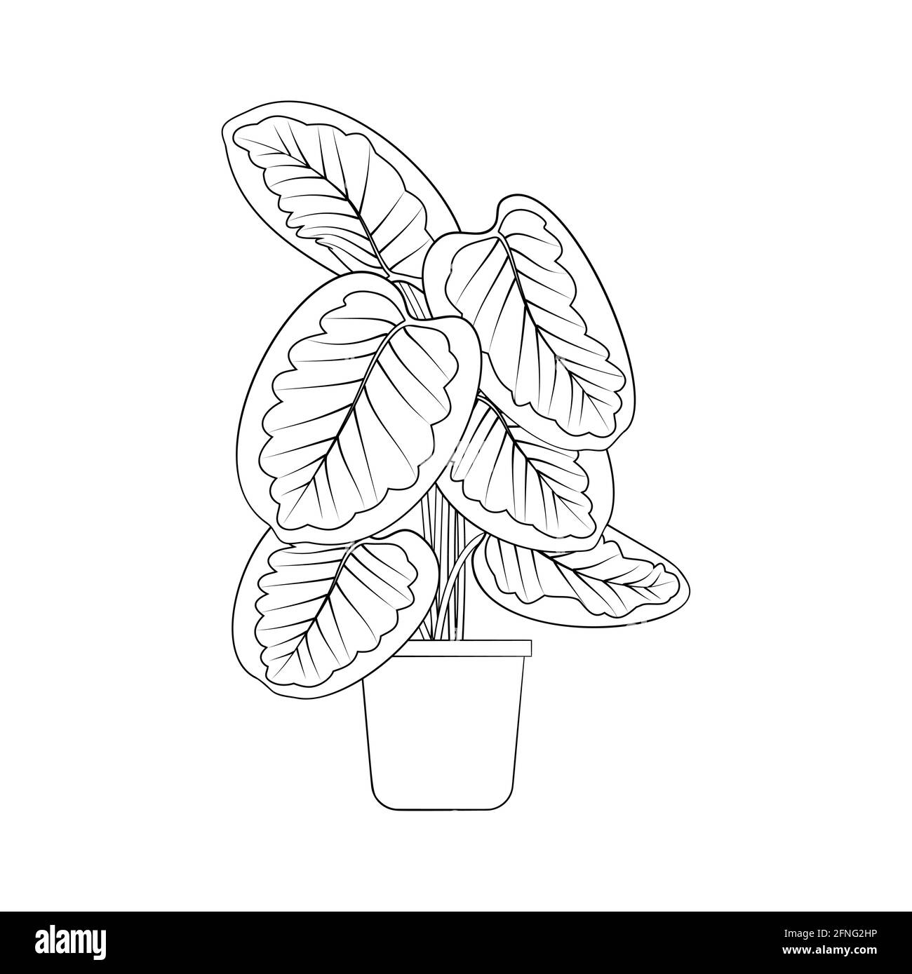 dracaena spp Explore Dracaena Dragon Tree Green