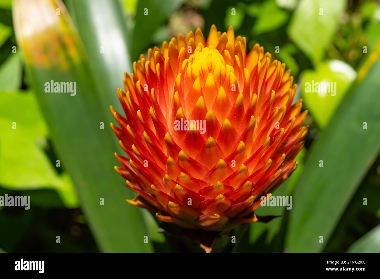 beautiful blooming Guzmania conifera close up Stock Photo - Alamy