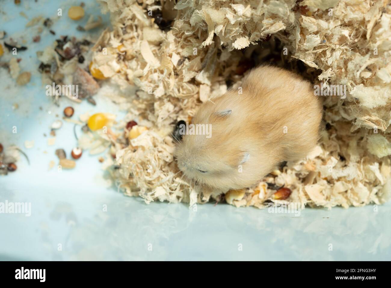 top view child hamster in a plastic box Stock Photo Alamy