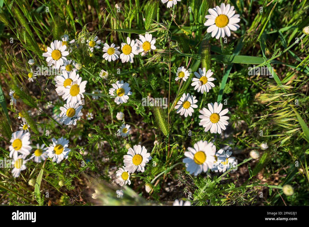 Top view beautiful chamomile hi-res stock photography and images - Alamy