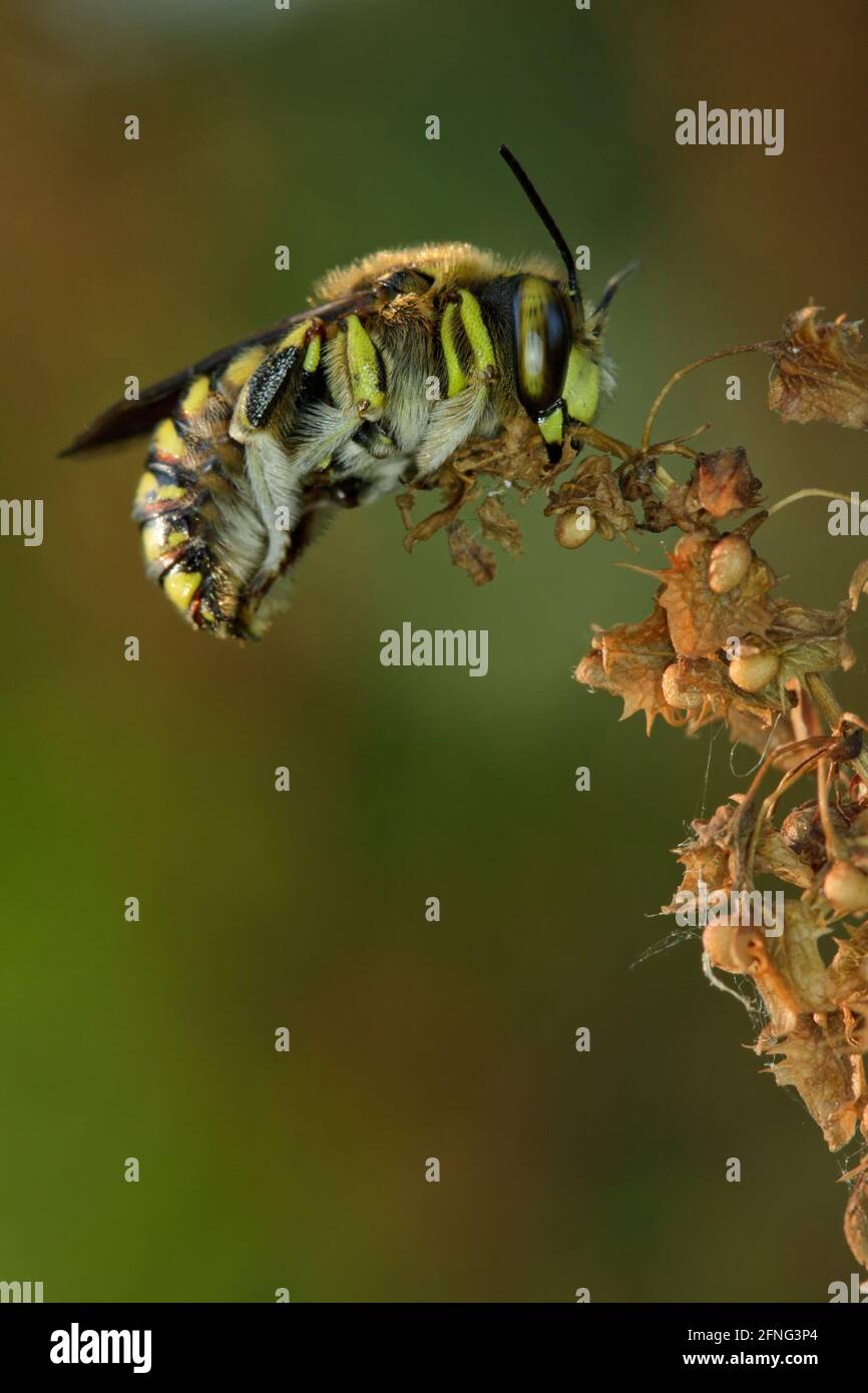 Anthidium florentinum sleeping attached to a branch with his mandibles. Stock Photo