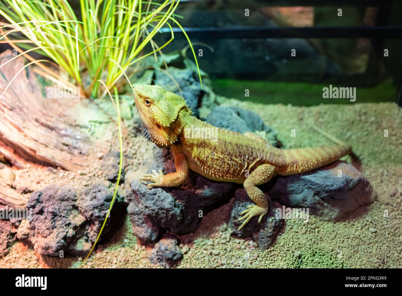 a pet chameleon in a tank Stock Photo