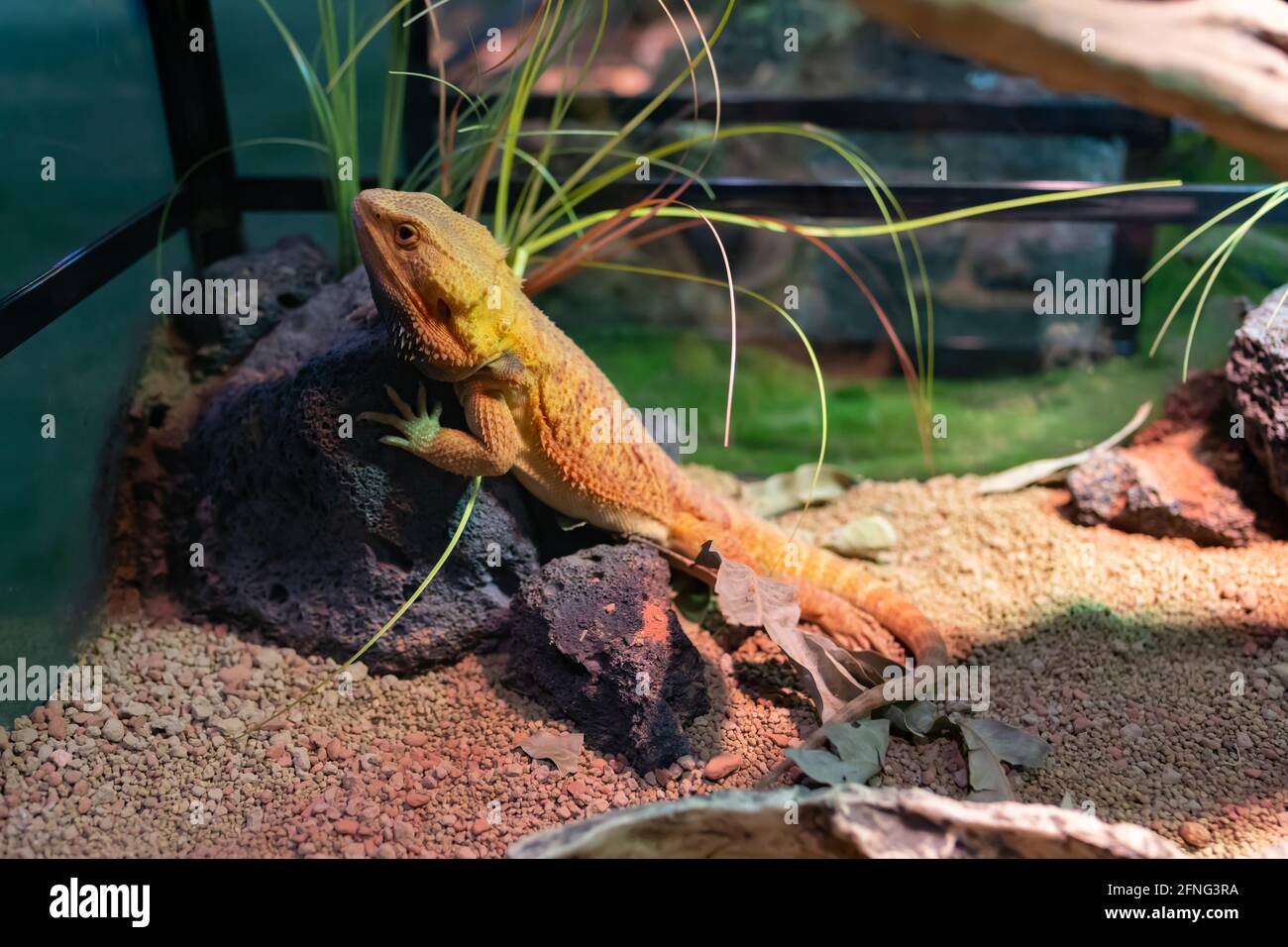 a pet chameleon in a tank Stock Photo
