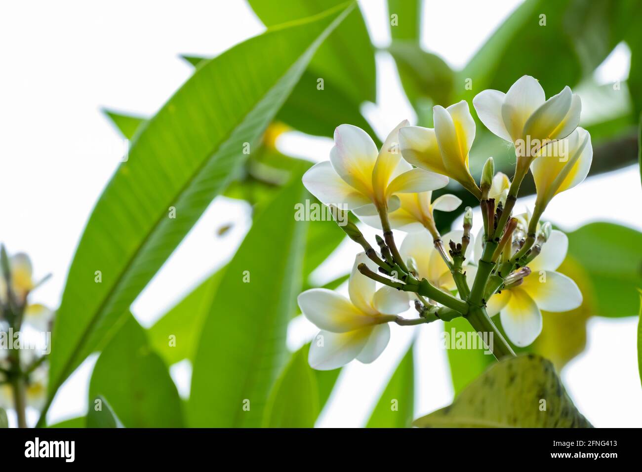 fresh Plumeria rubra cv acutifolia tree Stock Photo Alamy