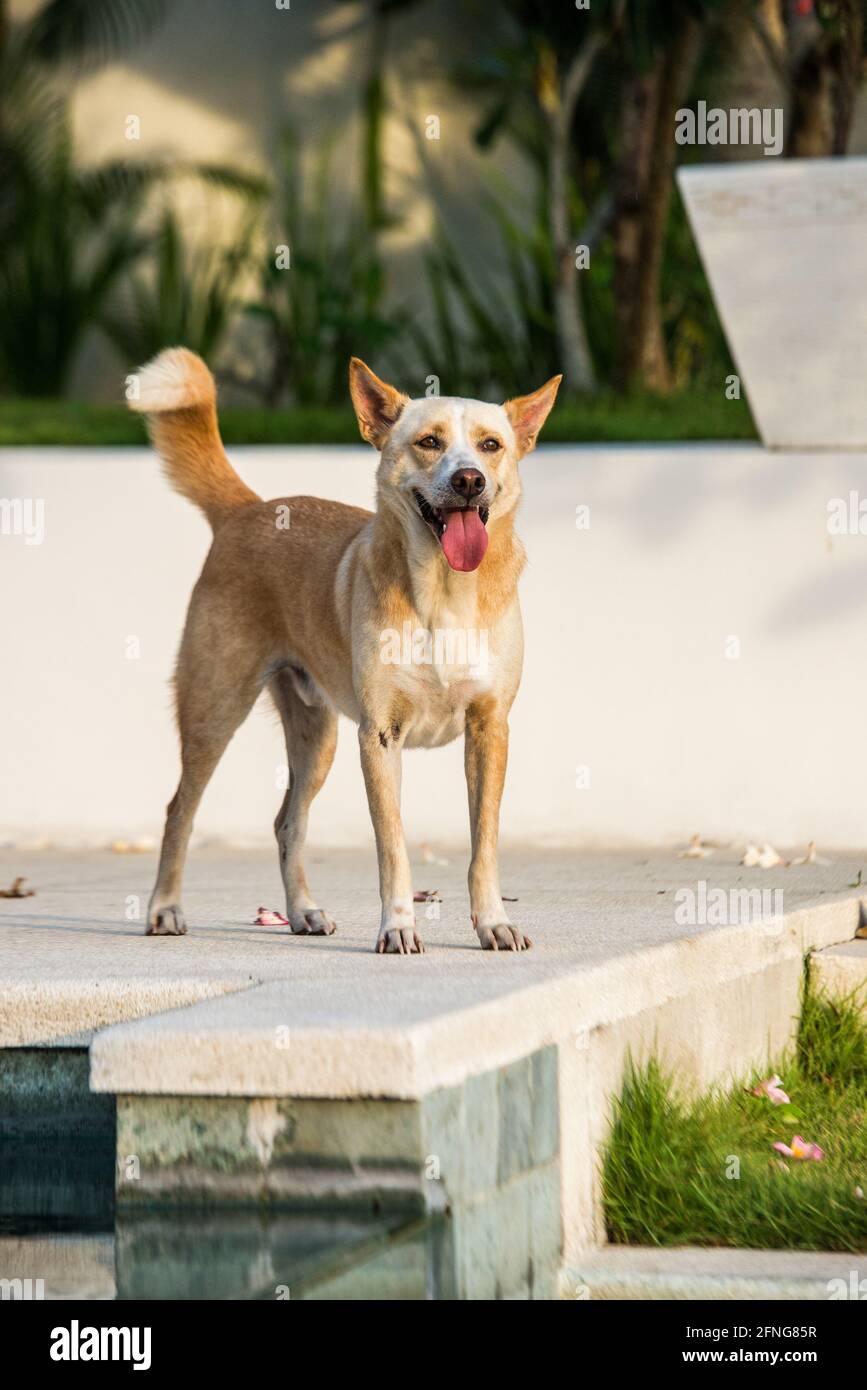 su carolina dog hipoalergeni