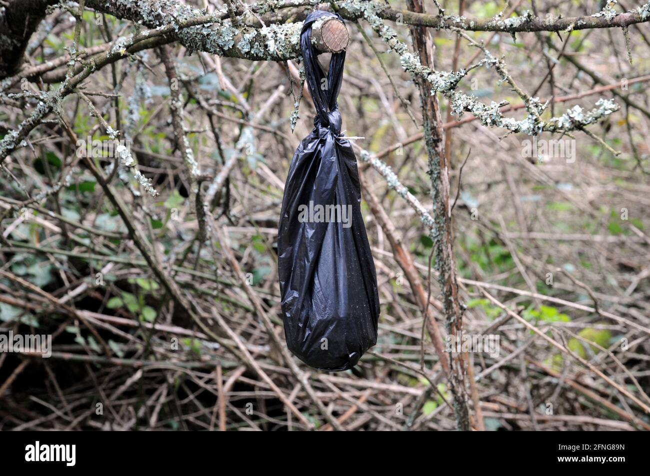 A black bag, most probably containing dog faeces, hanging from a bush alongside a byway in rural East Sussex. Stock Photo