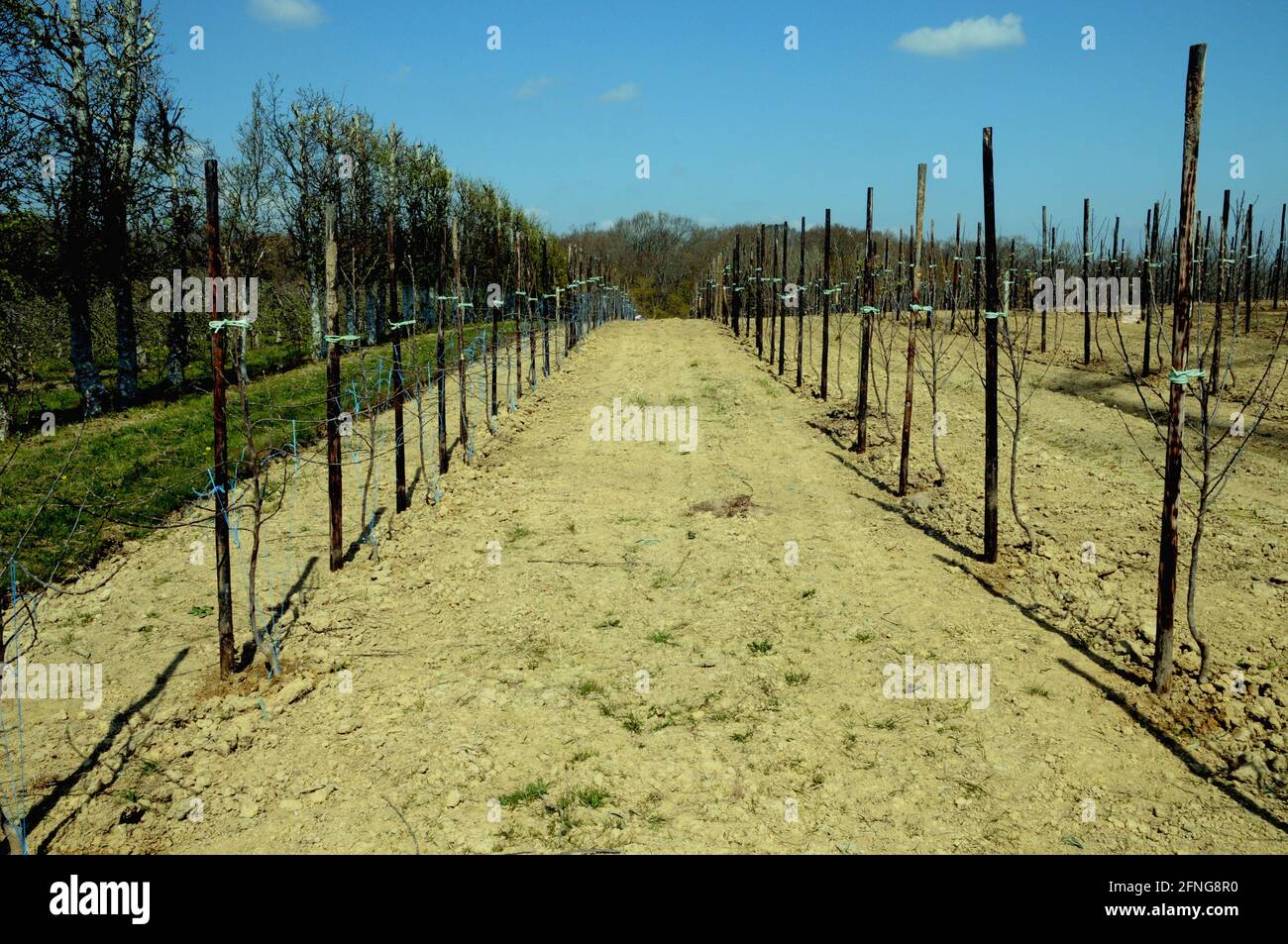 Newly planted apple trees at Greenway Fruit farm in the heart of the East Sussex countryside. Stock Photo