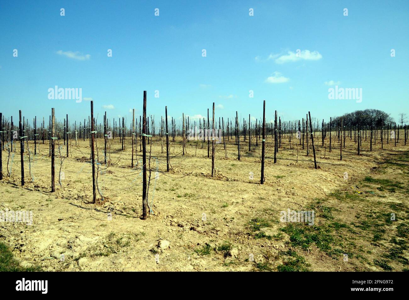 Newly planted apple trees at Greenway Fruit farm in the heart of the East Sussex countryside. Stock Photo