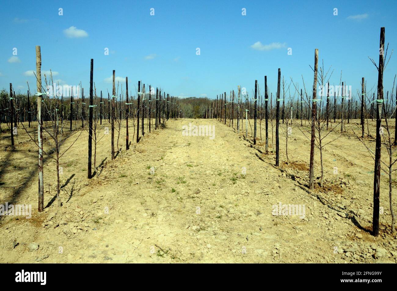 Newly planted apple trees at Greenway Fruit farm in the heart of the East Sussex countryside. Stock Photo