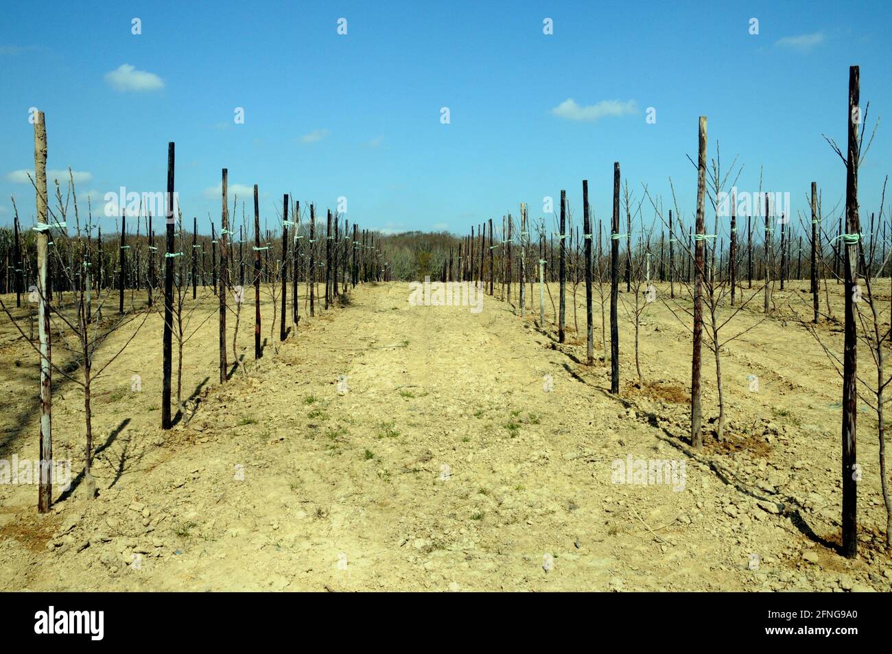 Newly planted apple trees at Greenway Fruit farm in the heart of the East Sussex countryside. Stock Photo