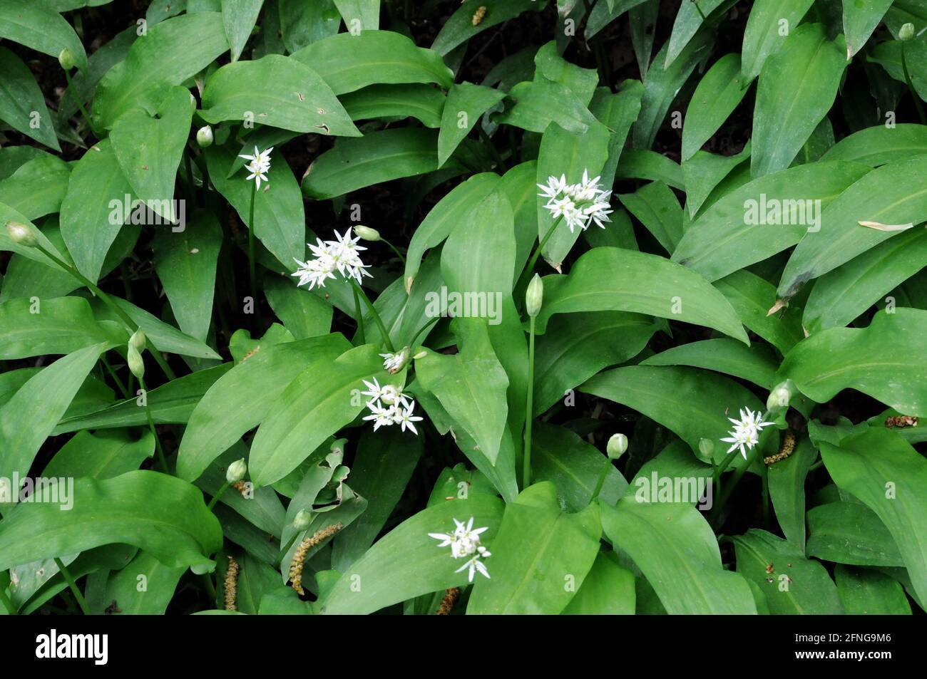 Wild garlic growing in woodland at the side of a bridleway in the High Weald area of rural East Sussex. Stock Photo