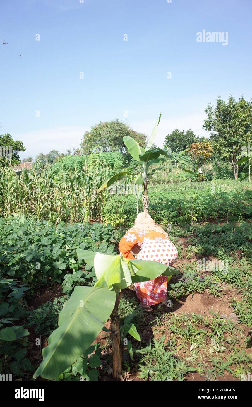 the farmer harvesting peanut Stock Photo
