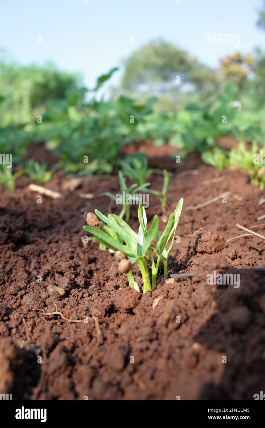 116,900+ Peanut Plant Stock Photos, Pictures & Royalty-Free Images - iStock
