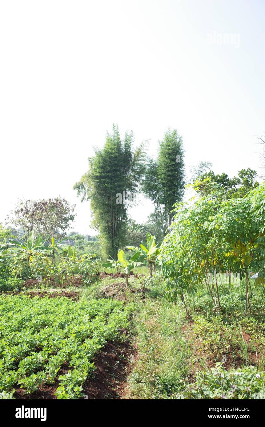 peanut plant growing Stock Photo