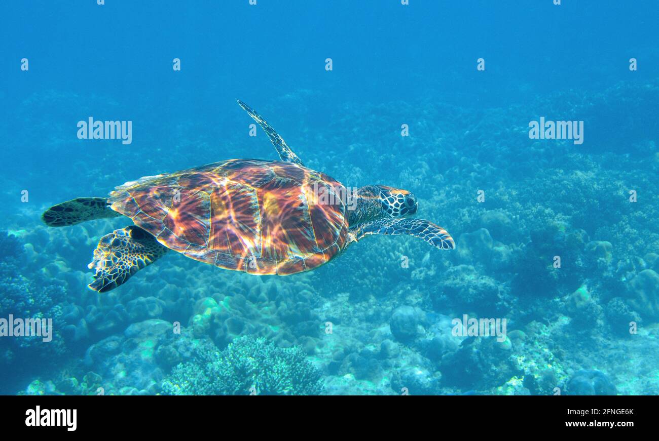 Sea turtle underwater photo. Tropical seashore diving banner template. Summer vacation travel card. Marine animal in natural environment. Olive green Stock Photo