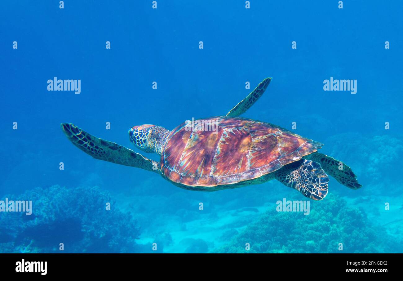 Sea turtle swimming in blue water. Sea turtle in blue water. Friendly marine turtle underwater photo. Oceanic animal in wild nature. Summer vacation a Stock Photo