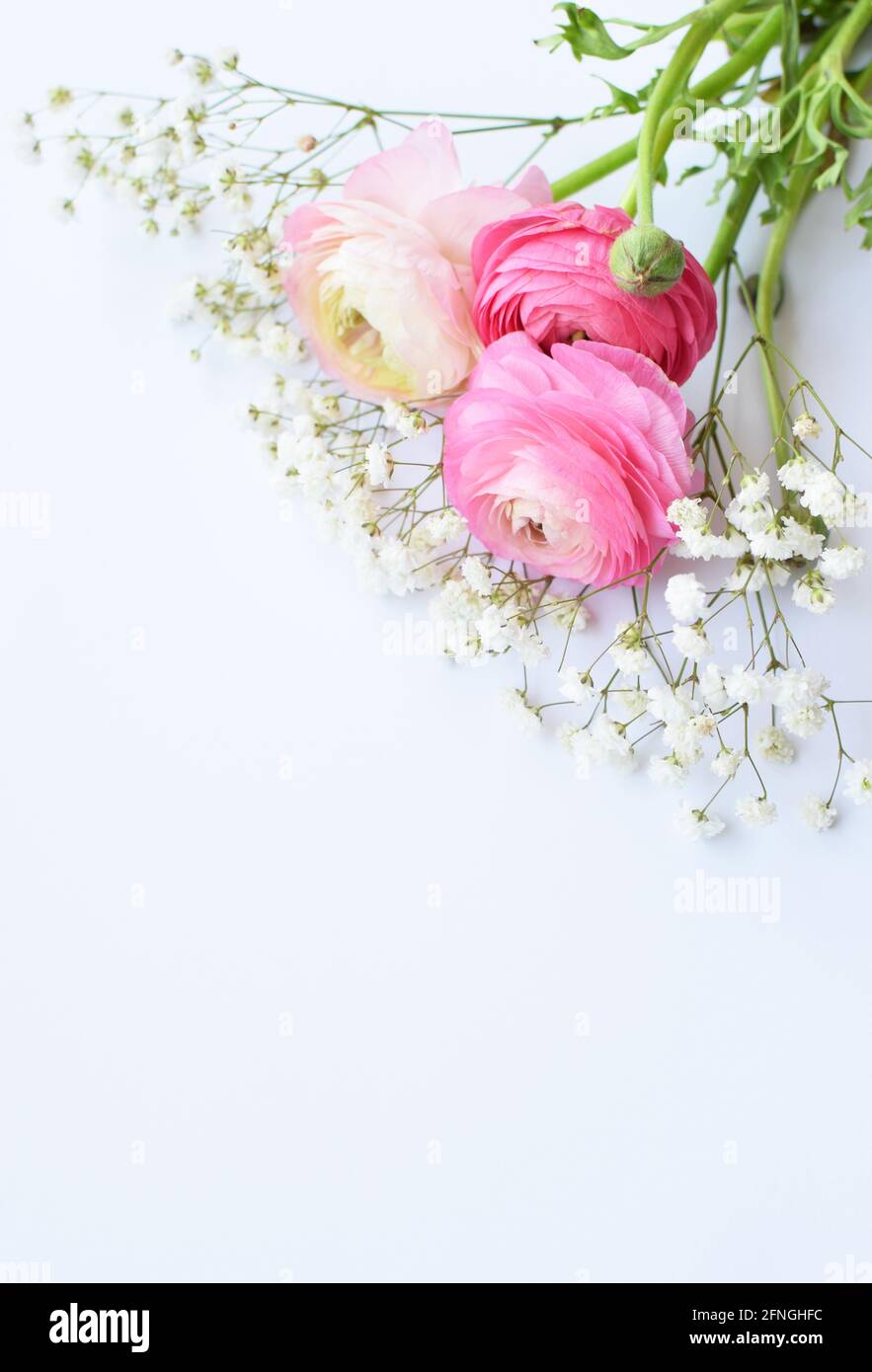 A beautiful bouquet of pink ranunculus (buttercups) with delicate white gypsophila flowers on a white background. Stock Photo