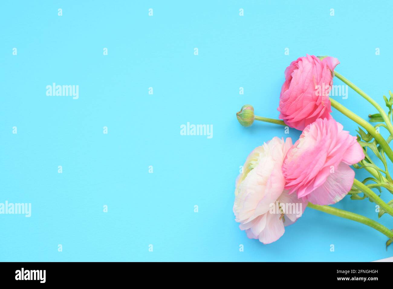 Beautiful bouquet of pink ranunculus flowers on a blue background. Flowers buttercup. Copy space for text Stock Photo
