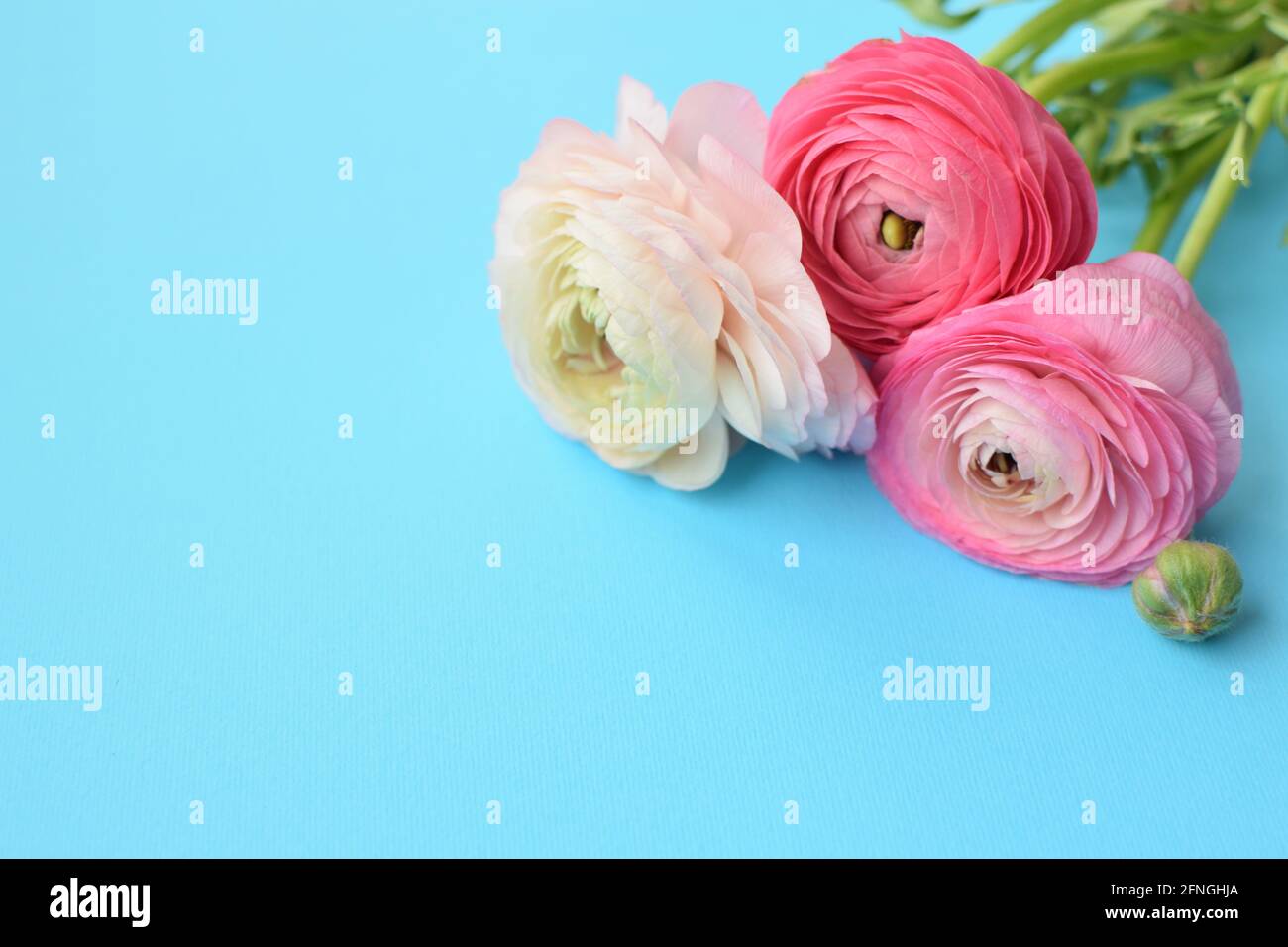 Beautiful bouquet of pink ranunculus flowers on a blue background. Flowers buttercup. Copy space for text Stock Photo