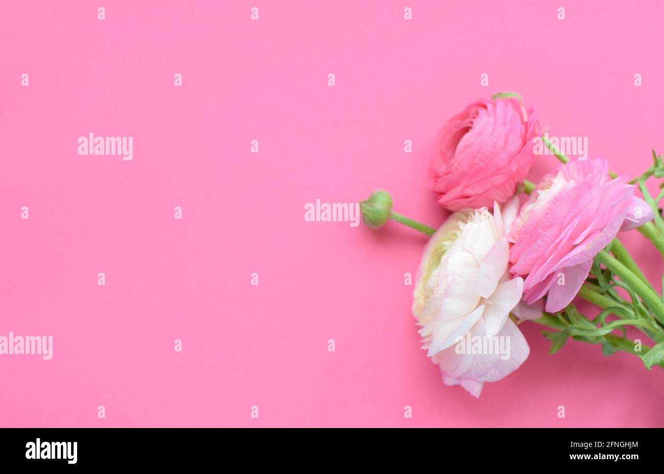 Beautiful bouquet of pink ranunculus flowers on a pink background. Flowers buttercup. Copy space for text Stock Photo