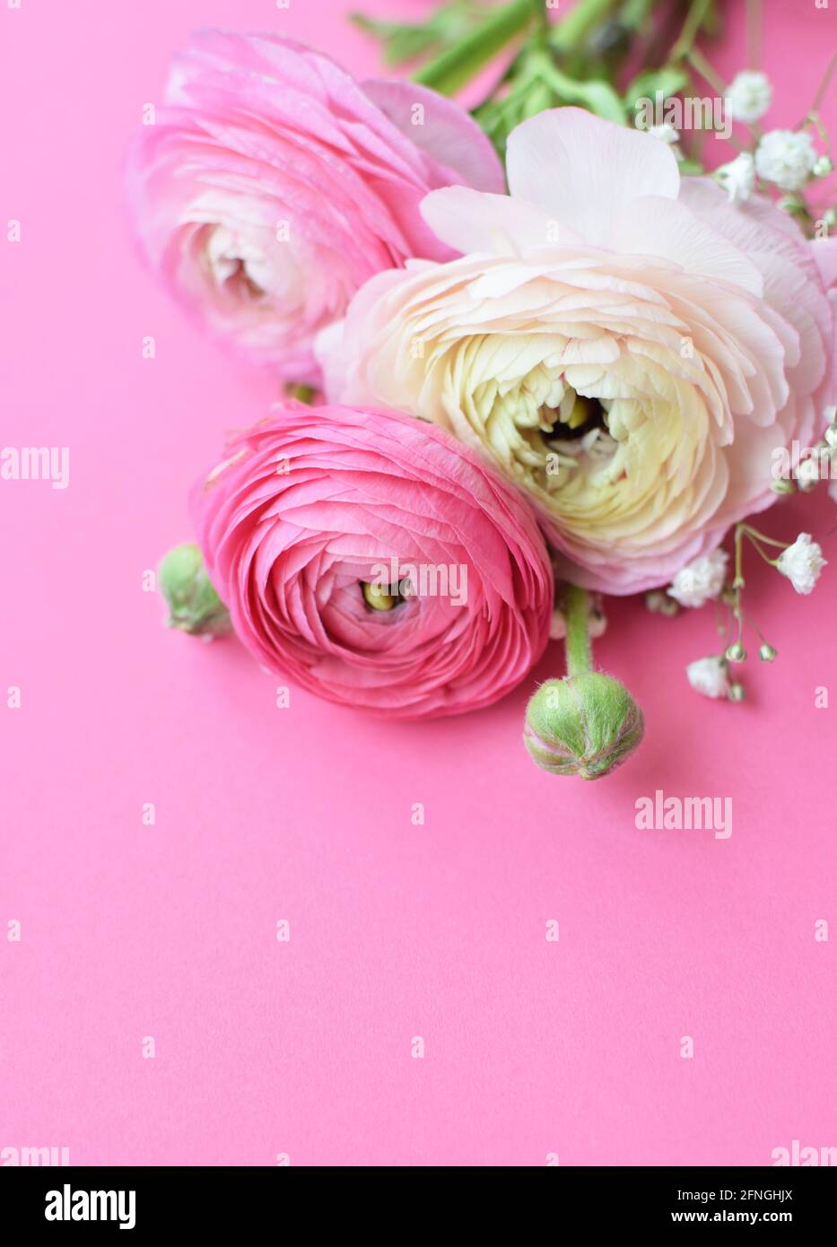 Beautiful bouquet of pink ranunculus flowers on a pink background. Flowers buttercup. Copy space for text Stock Photo