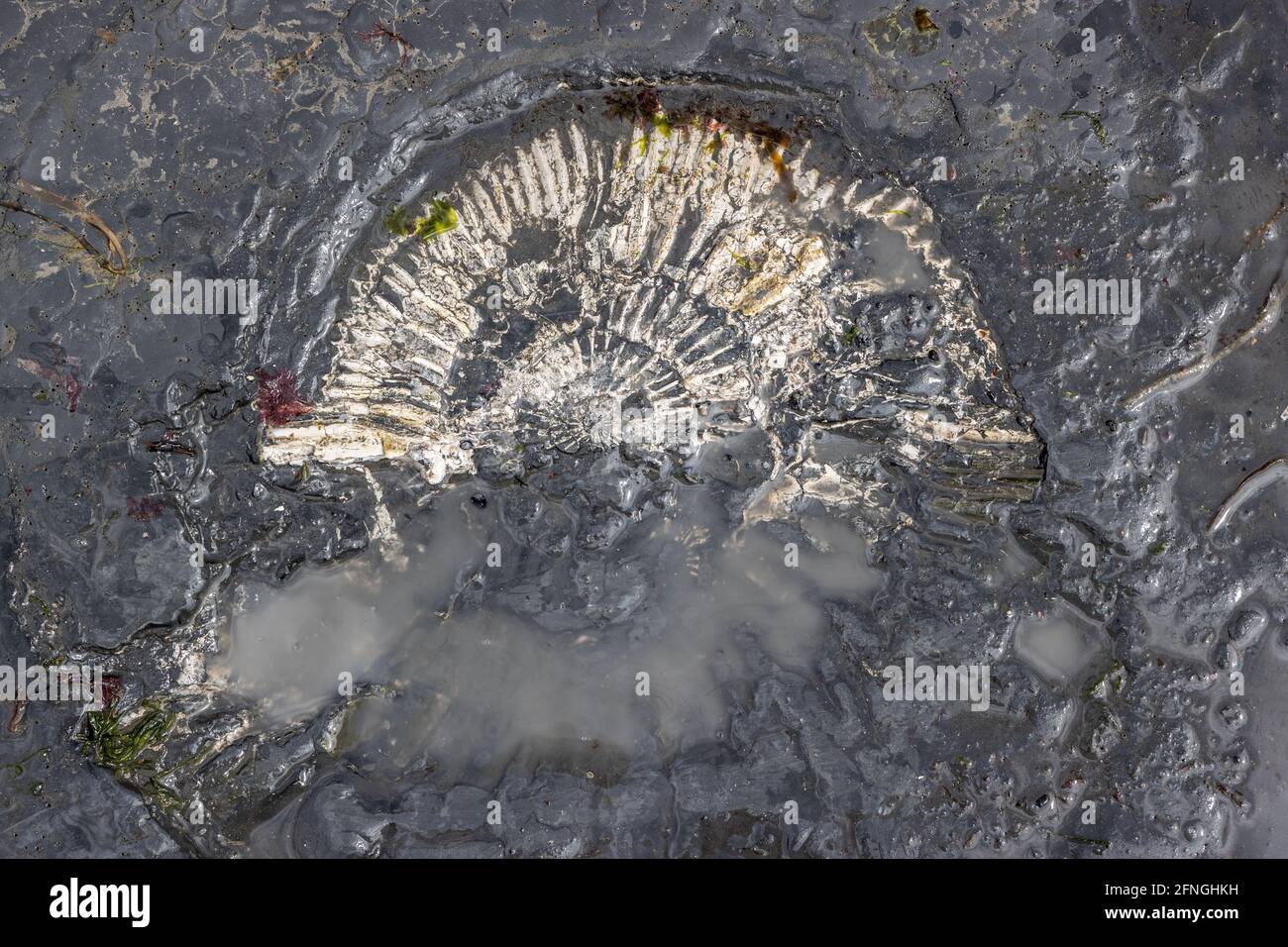 Ammonite, Chapman's Pool,  Isle of Purbeck, Jurassic Coast, Dorset, UK Stock Photo
