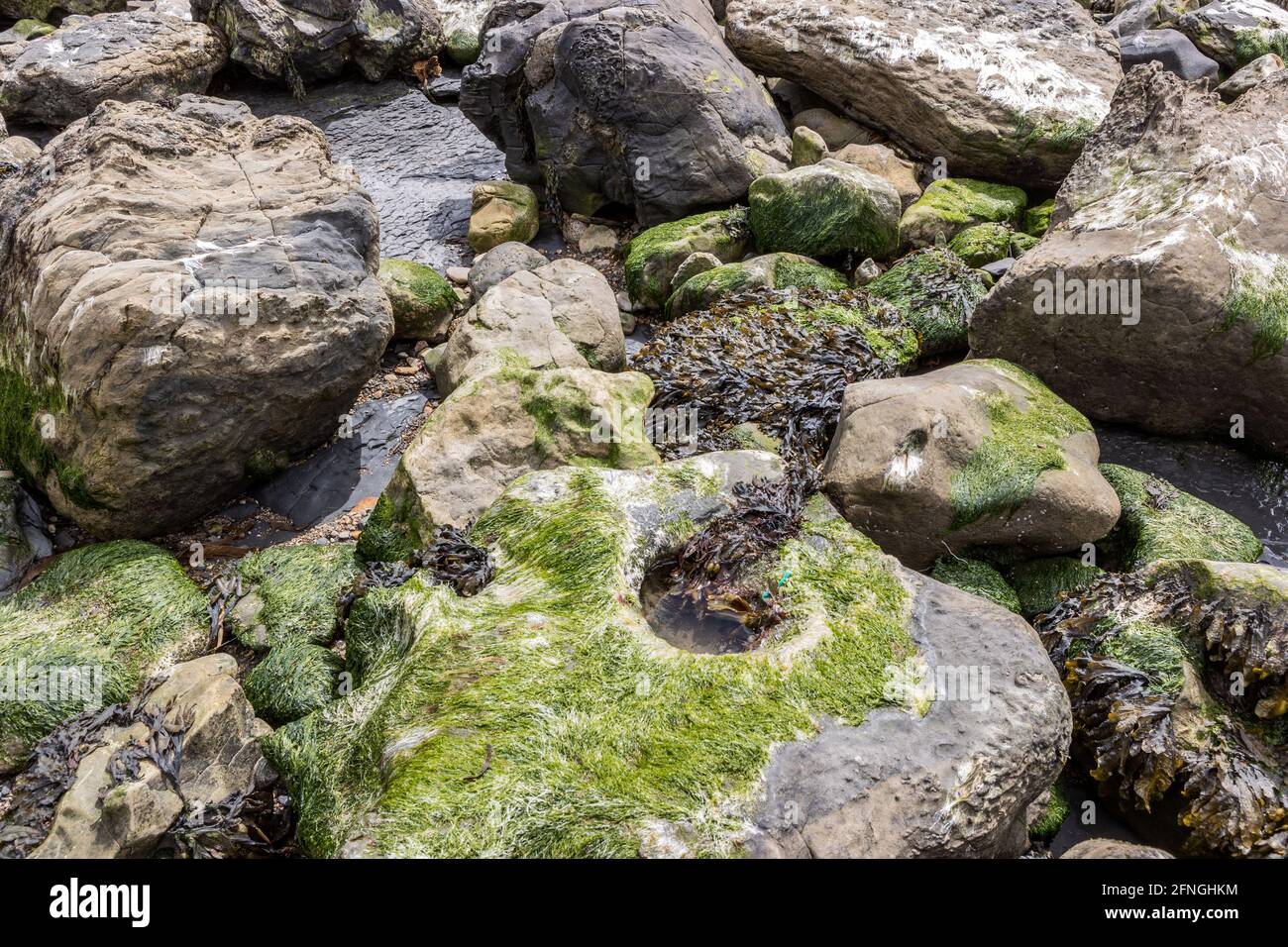Spiral wrack, Fucus spiralis, Gutweed, Ulva intestinalis, Chapman's Pool,  Isle of Purbeck, Jurassic Coast, Dorset, UK Stock Photo