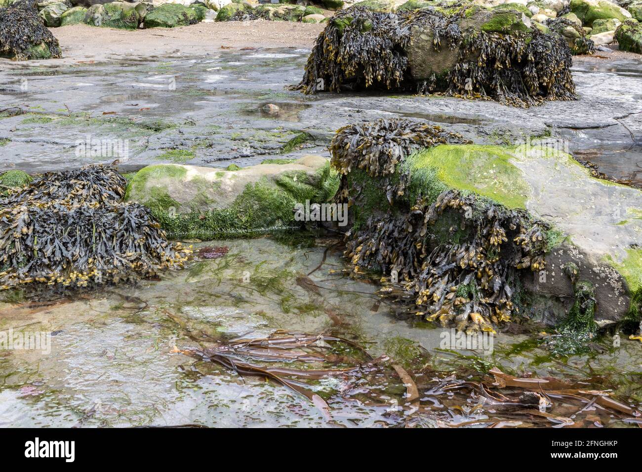 Spiral wrack, (Fucus spiralis), Gutweed, (Ulva intestinalis), Oarweed (Laminaria digitata), Chapman's Pool,  Isle of Purbeck, Jurassic Coast, Dorset, Stock Photo