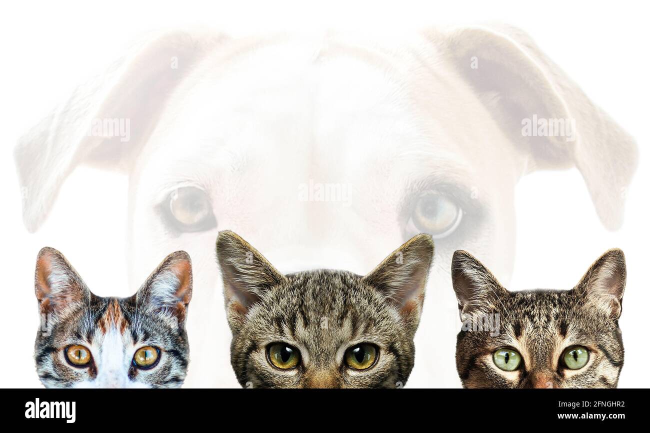 Dog and cats , animals isoalted white Stock Photo