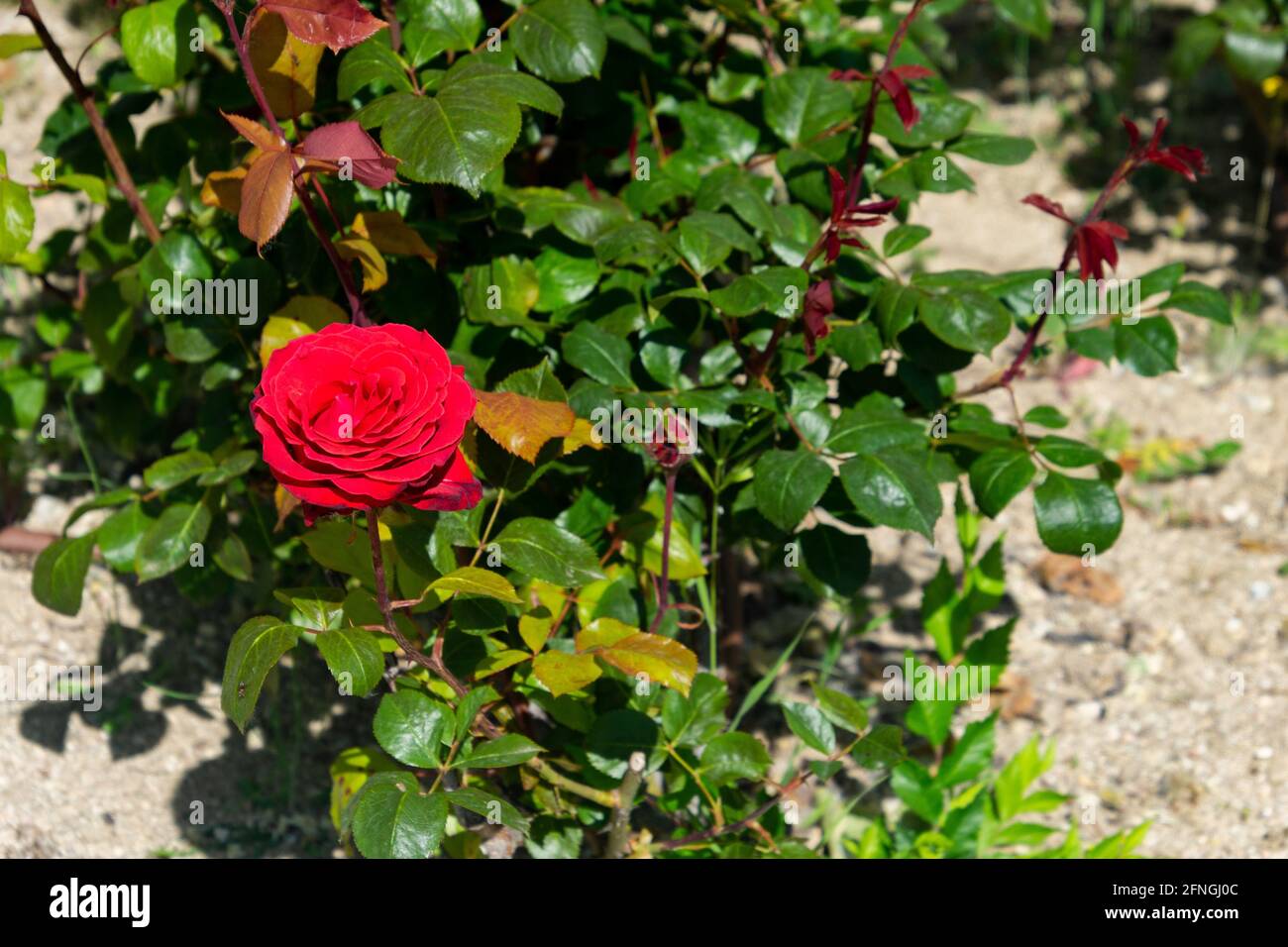 Madrid spain rose garden hi-res stock photography and images - Alamy