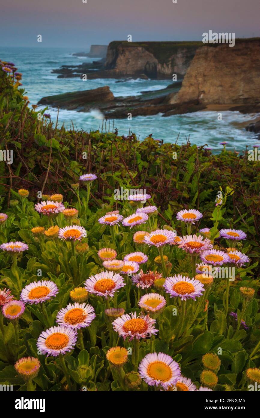 Beautiful flowers on the rugged californian coastline above Panther beach, just north of Santa Cruz, California, USA. Stock Photo