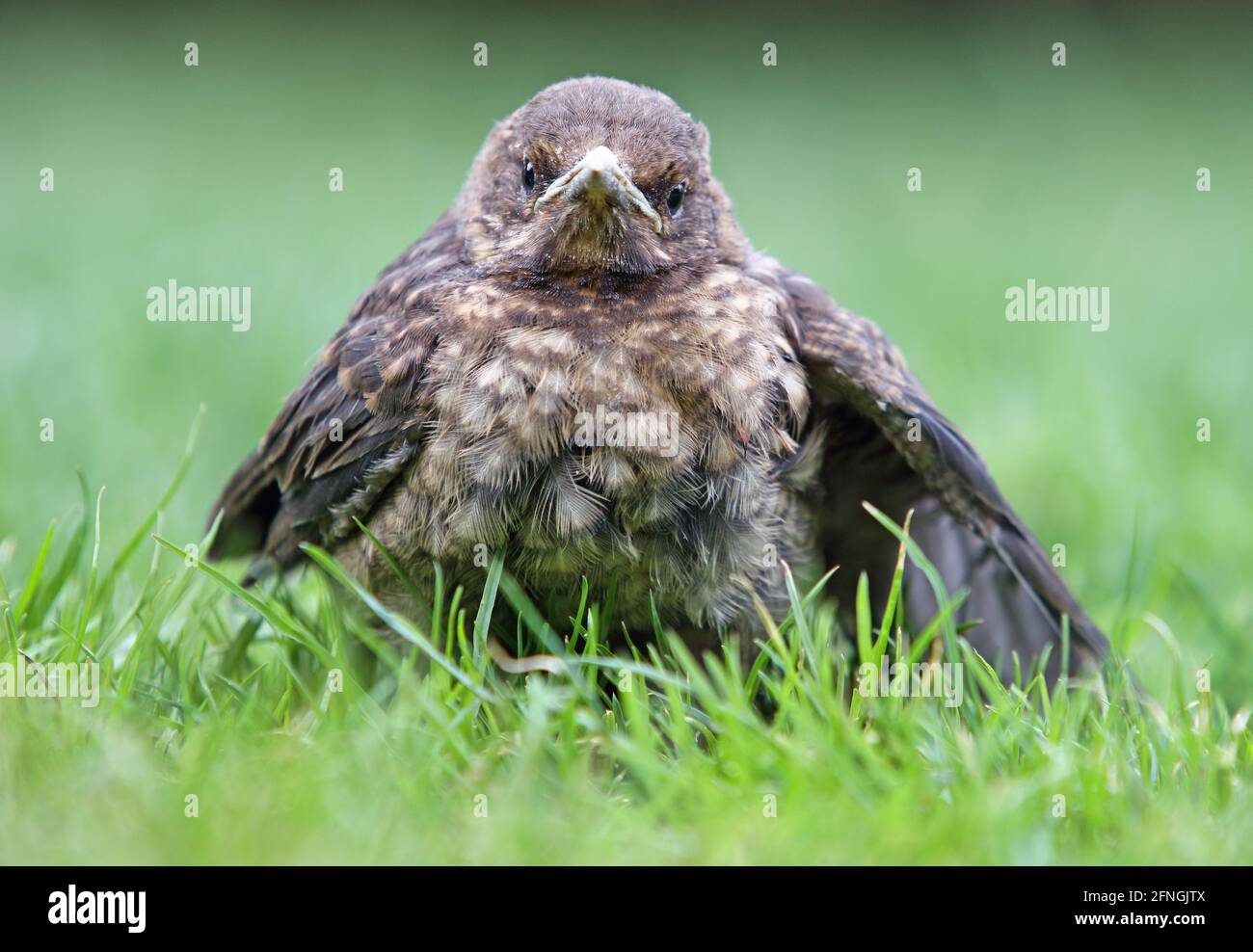 Baby blackbirds hires stock photography and images Alamy