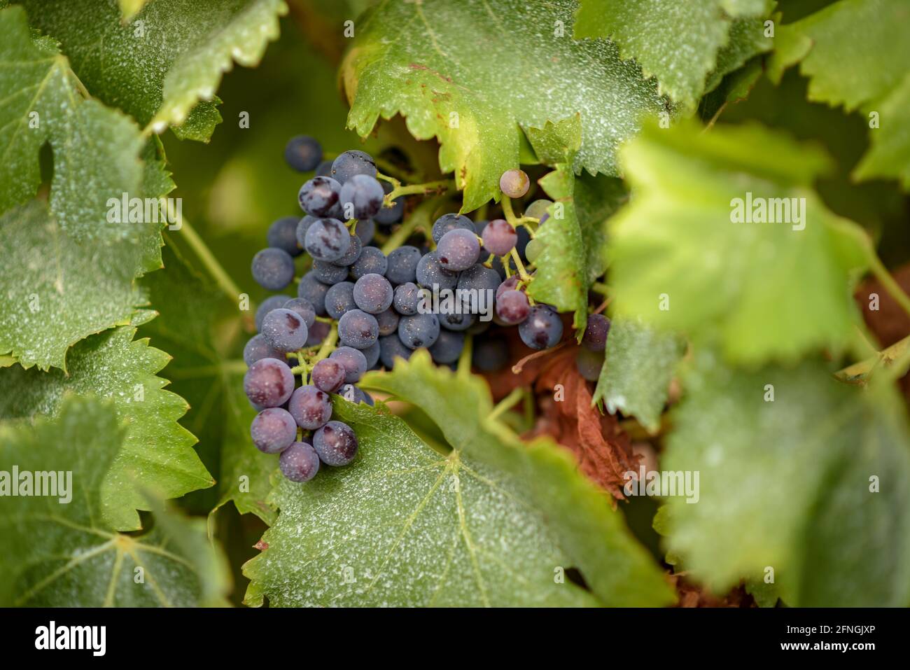 Detail of some grapes ripening in the Poblet vineyards (Conca de Barberà, Tarragona, Catalonia, Spain) ESP: Detalle de unas uvas madurando en Poblet Stock Photo
