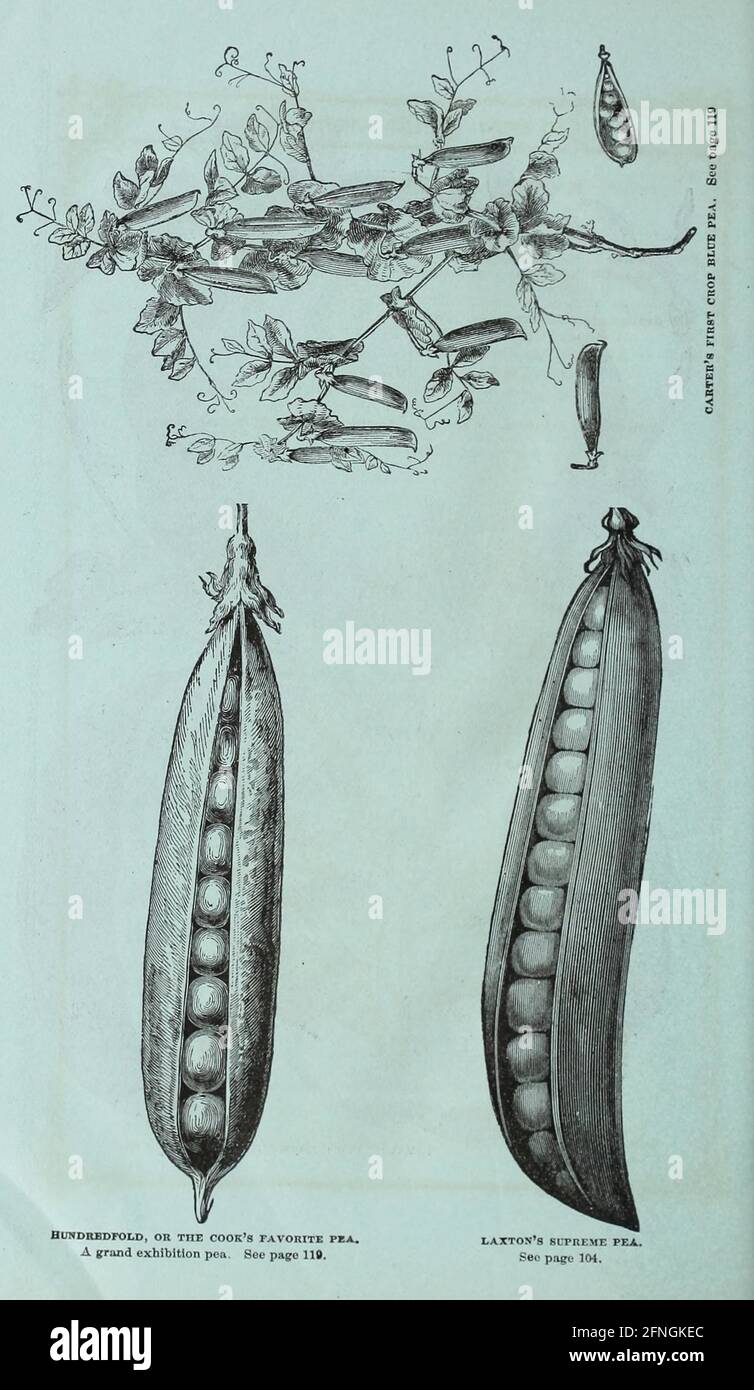 Washburn & Co.'s amateur cultivator's guide to the flower & kitchen garden Boston, Mass. :The Company,1876. Stock Photo
