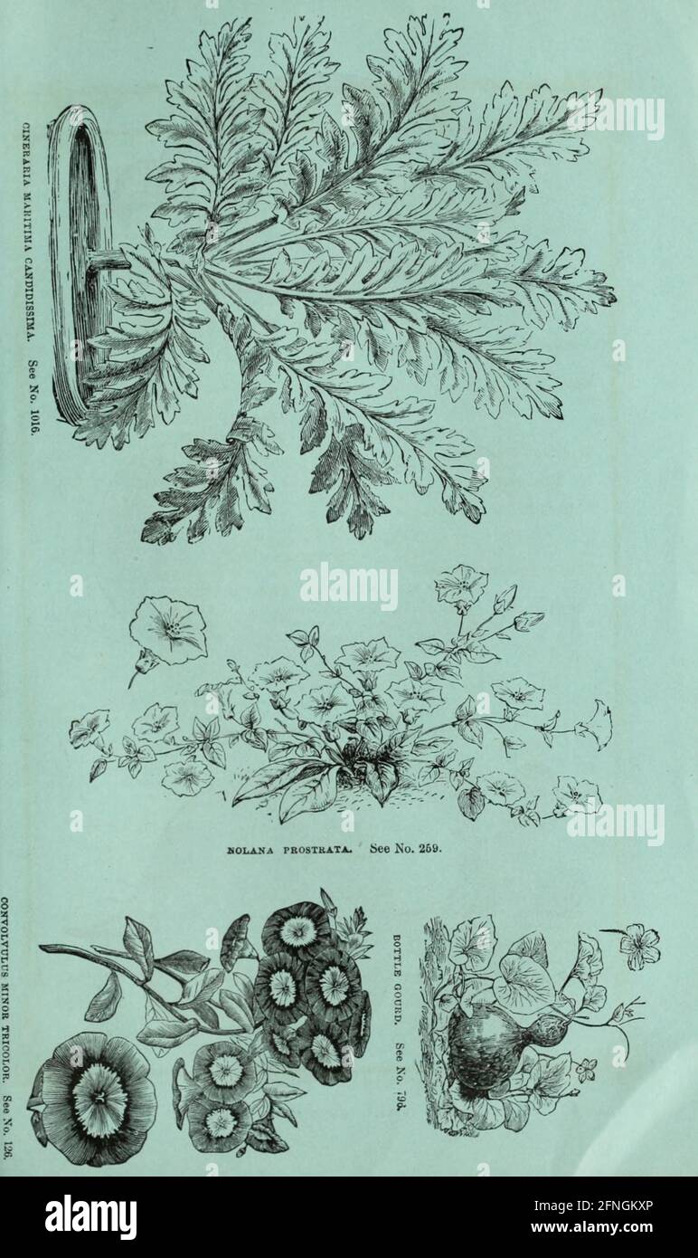 Washburn & Co.'s amateur cultivator's guide to the flower & kitchen garden Boston, Mass. :The Company,1876. Stock Photo