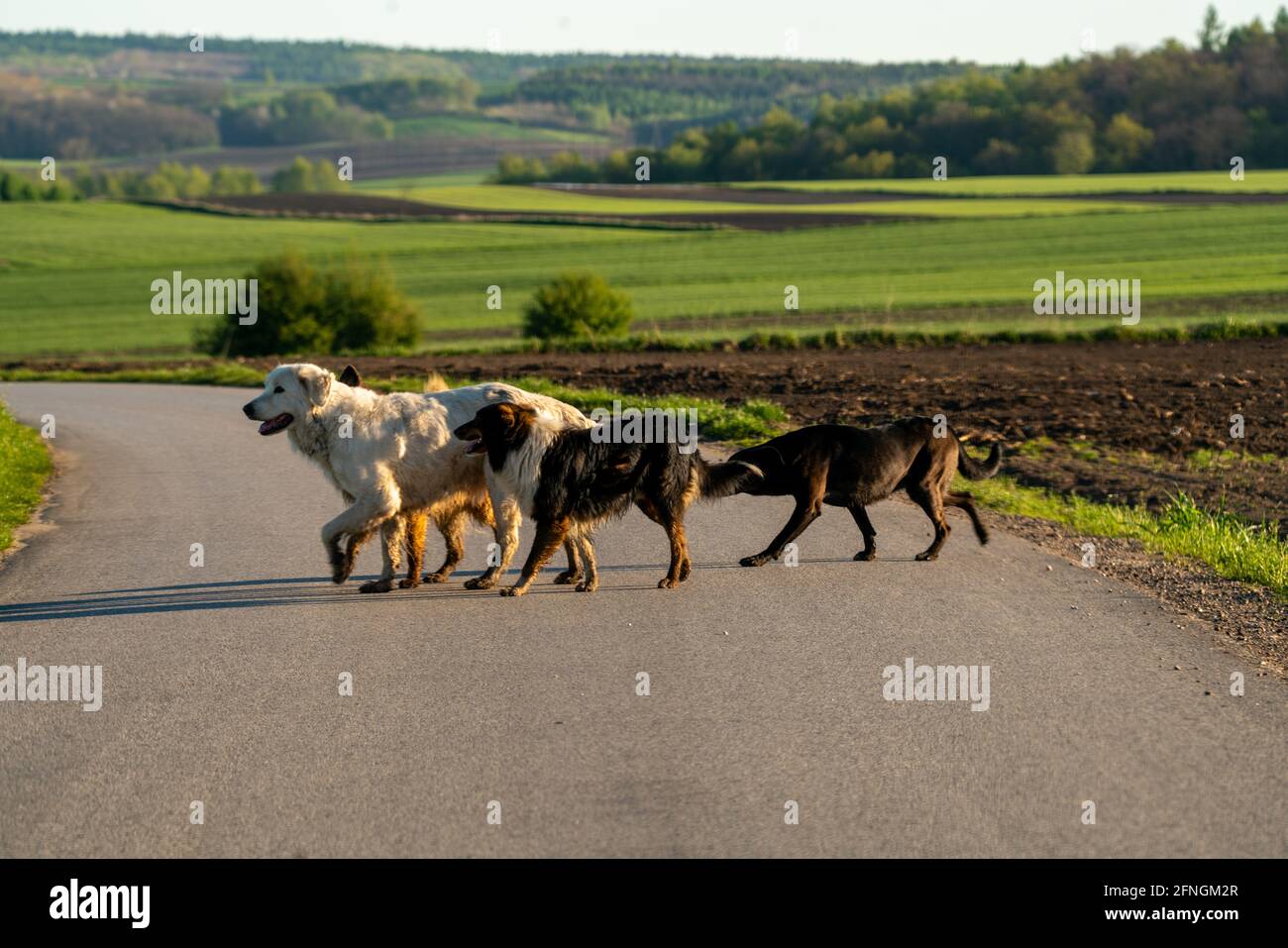 A pack of stray dogs wandering on the way Stock Photo Alamy