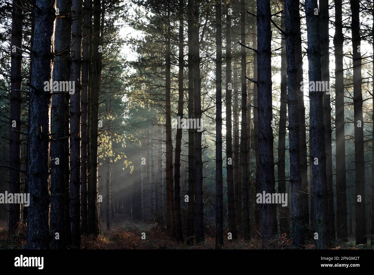 Rendelsham forest Suffolk England Stock Photo