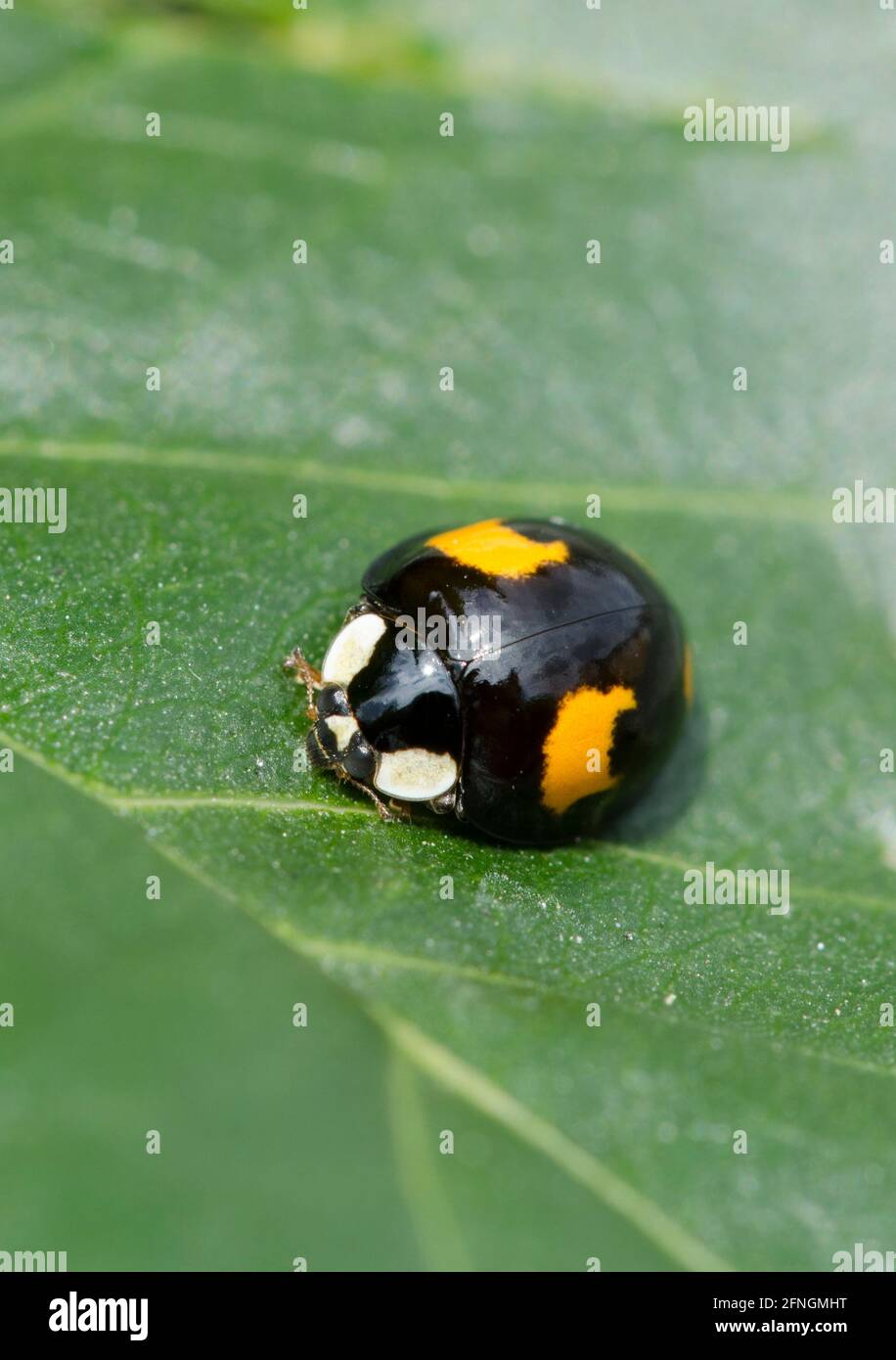 Yellow And Black Ladybird Hi res Stock Photography And Images Alamy yellow-and-black-ladybird-hi-res-stock-photography-and-images-alamy