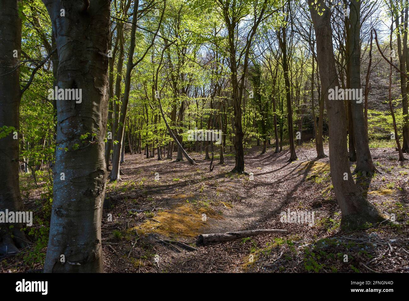 Beech trees (Fagus sylvatica) in new Spring leaf, Lambdown Hill, Stoughton, West Sussex, UK